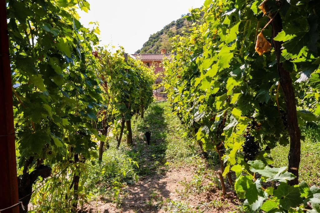 Апартаменты Apartment Sjekloca Вирпазар