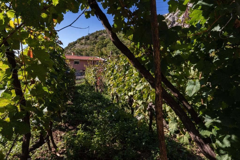 Апартаменты Apartment Sjekloca Вирпазар