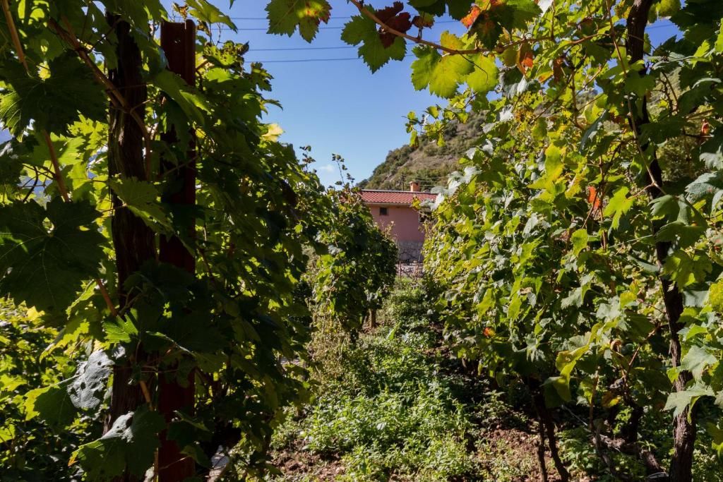 Апартаменты Apartment Sjekloca Вирпазар