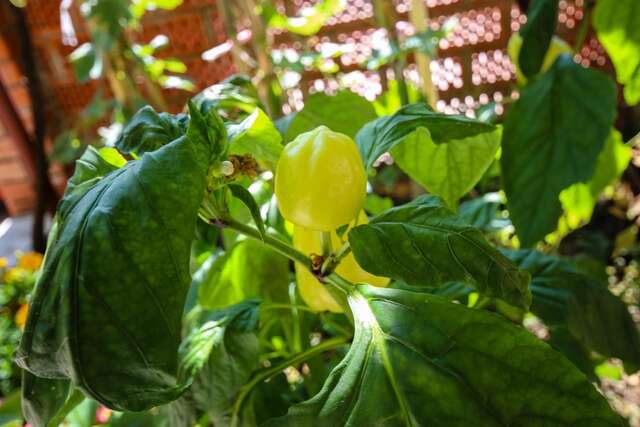 Апартаменты Apartment Sjekloca Вирпазар-30